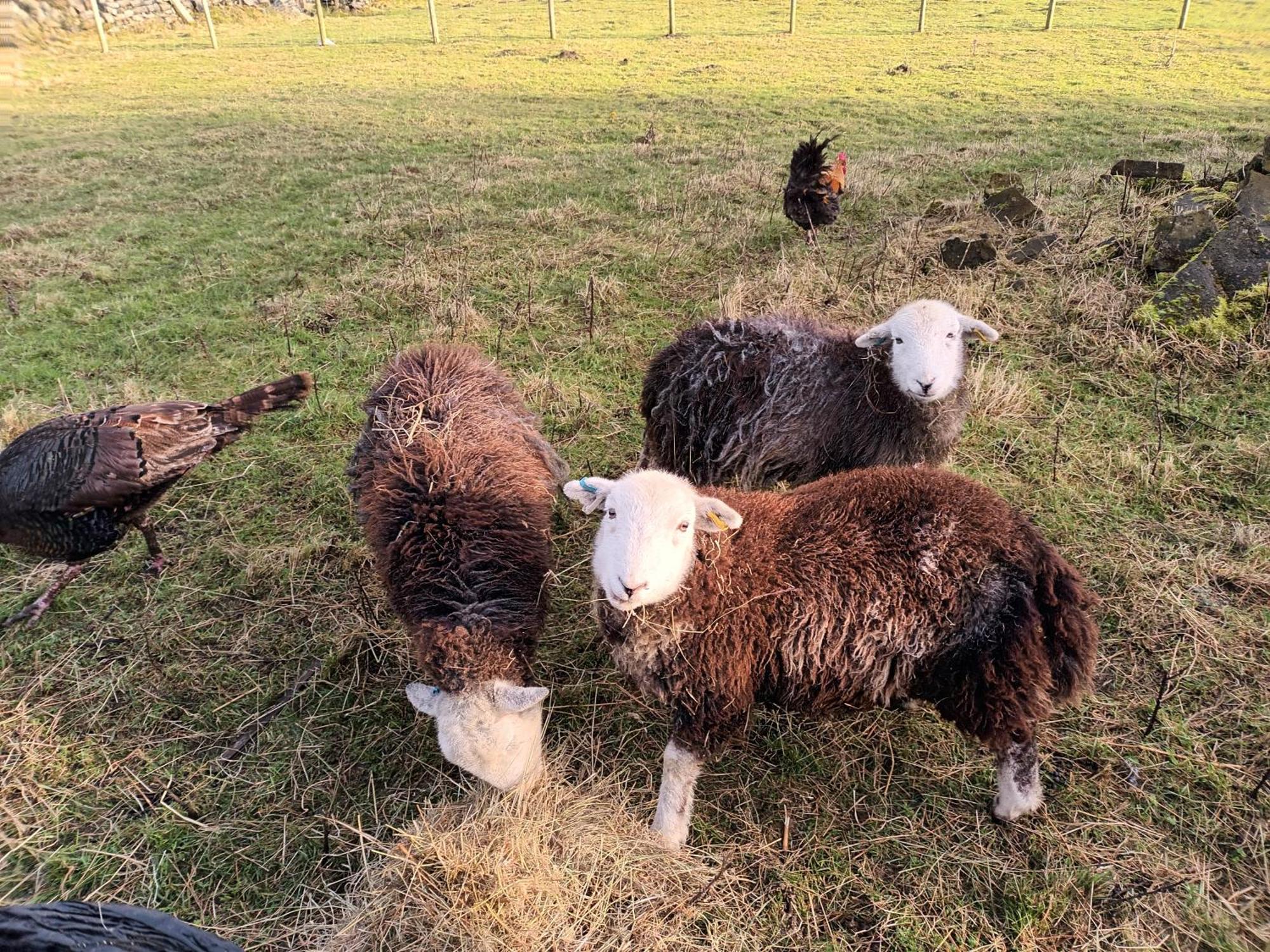 Stones Cottage Farm, Nr Haworth, Family Friendly, Work Friendly, Gaming Barn, Crafting, Free Wifi, Free Parking, Ev Point Oxenhope Exteriér fotografie